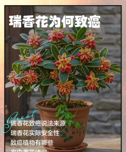 小众送妈妈的花有哪些花