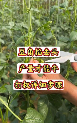 芸豆如何打尖摘心
