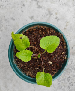 小众送妈妈的花有哪些花