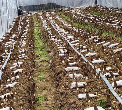 小众送妈妈的花有哪些花