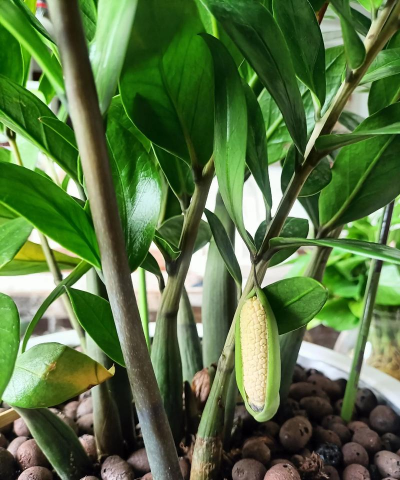 小众送妈妈的花有哪些花