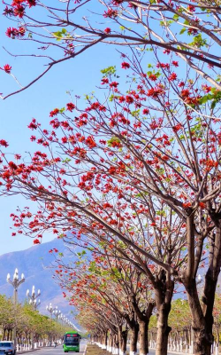 小众送妈妈的花有哪些花