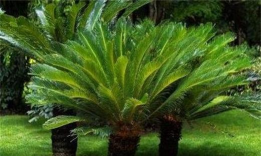 小众送妈妈的花有哪些花