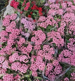 小众送妈妈的花有哪些花