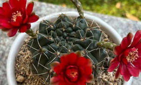 小众送妈妈的花有哪些花