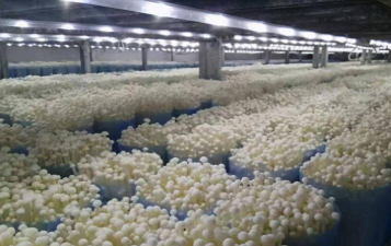 小众送妈妈的花有哪些花