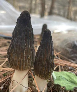 小众送妈妈的花有哪些花