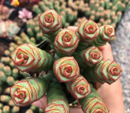 小众送妈妈的花有哪些花