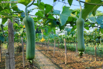 小众送妈妈的花有哪些花