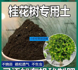 桂花树栽培用什么土 桂花树栽培用什么土