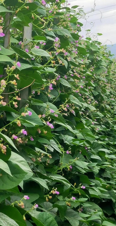 小众送妈妈的花有哪些花