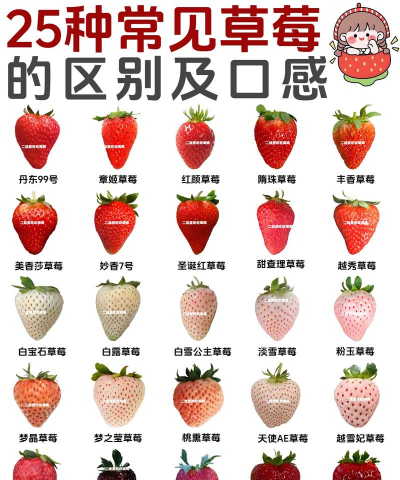 草莓品种有哪些