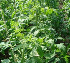 小众送妈妈的花有哪些花