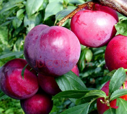 小众送妈妈的花有哪些花