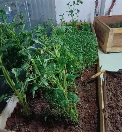 小众送妈妈的花有哪些花