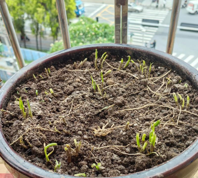 小众送妈妈的花有哪些花