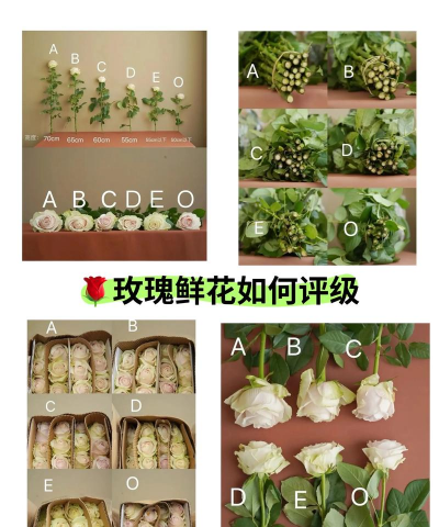 小众送妈妈的花有哪些花