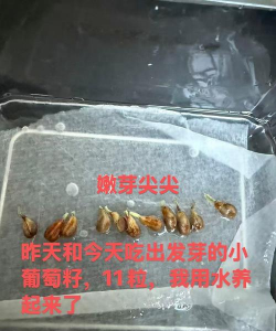 小众送妈妈的花有哪些花