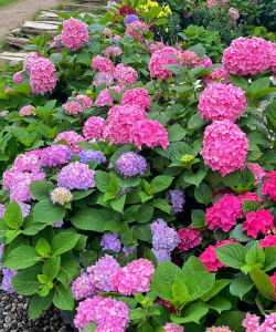 小众送妈妈的花有哪些花