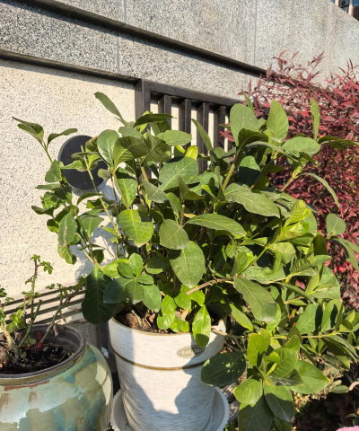 为什么栀子花蕾不开花 为什么栀子花蕾不开花