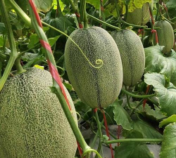 小众送妈妈的花有哪些花