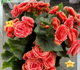 小众送妈妈的花有哪些花