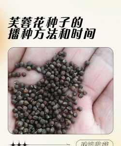 什么花可以用种子种
