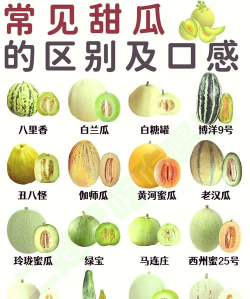 甜瓜属于水果吗