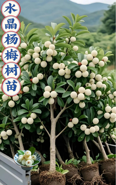 小众送妈妈的花有哪些花