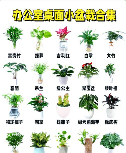 办公室适合养什么植物 办公室适合养什么植物