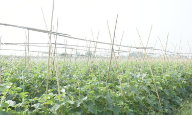 羊角蜜甜瓜要搭架子吗