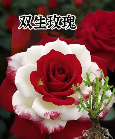 小众送妈妈的花有哪些花