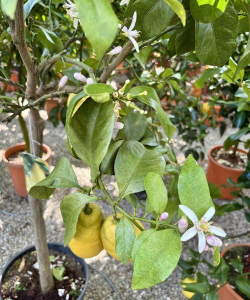 小众送妈妈的花有哪些花