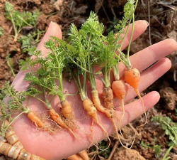 小众送妈妈的花有哪些花