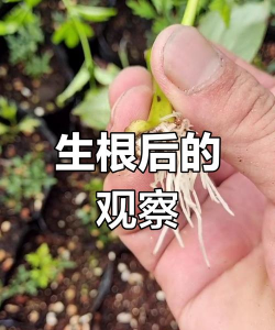 小众送妈妈的花有哪些花