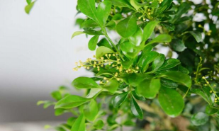 小众送妈妈的花有哪些花