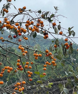 小众送妈妈的花有哪些花