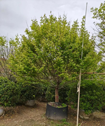 鸡爪槭栽培株距行距