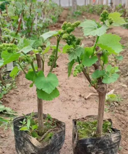 小众送妈妈的花有哪些花