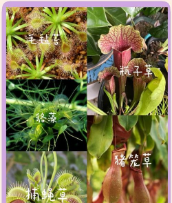 小众送妈妈的花有哪些花