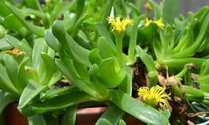 小众送妈妈的花有哪些花