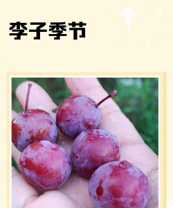 李子什么季节成熟