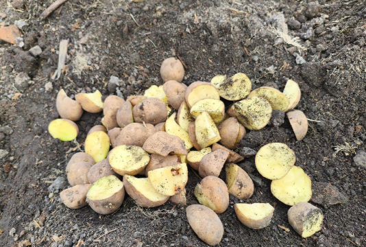 小众送妈妈的花有哪些花