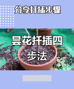 小众送妈妈的花有哪些花