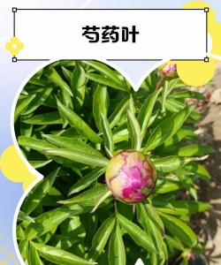 小众送妈妈的花有哪些花