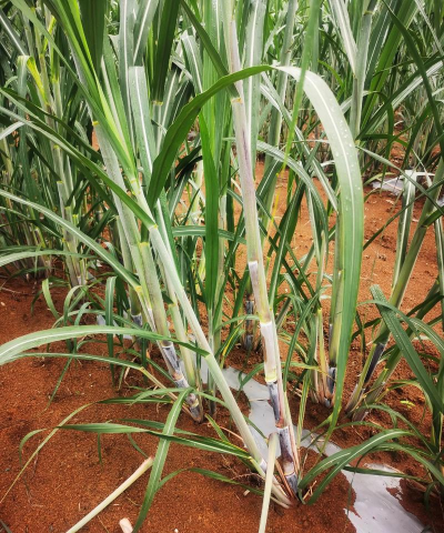 小众送妈妈的花有哪些花