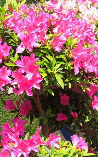 小众送妈妈的花有哪些花