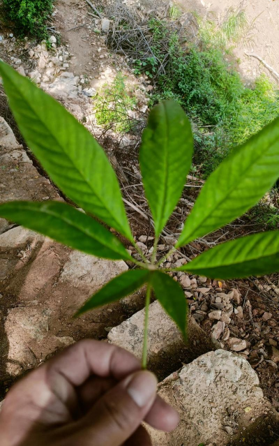 小众送妈妈的花有哪些花