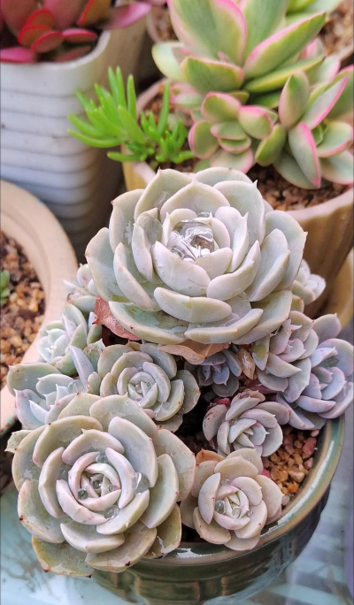 小众送妈妈的花有哪些花