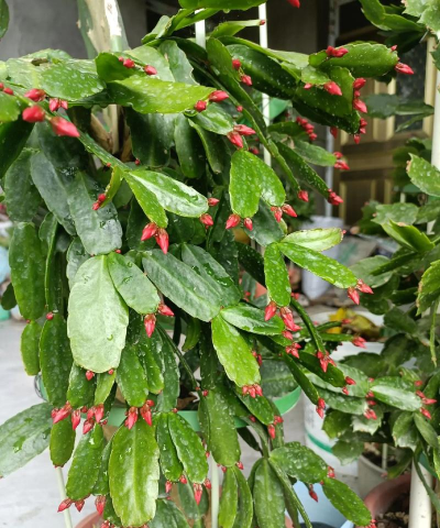 假昙花夏天可以扦插吗